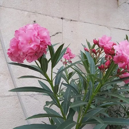 Studio Mali Jadran